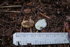 Leucogaster citrinus