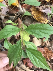 Philadelphus hirsutus