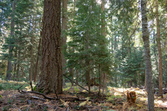 Leucogaster citrinus