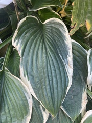 Hosta sieboldiana