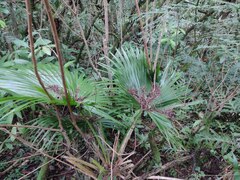 Livistona chinensis