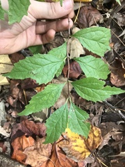 Philadelphus hirsutus