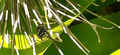 Phiale roburifoliata