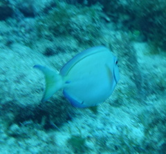 Acanthurus tractus