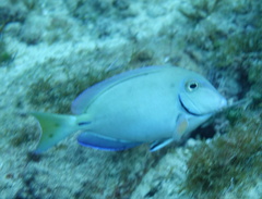 Acanthurus tractus