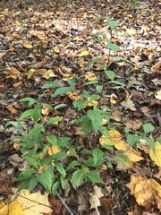 Philadelphus hirsutus
