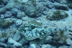 Urobatis jamaicensis