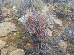 Tylecodon reticulatus