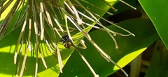 Phiale roburifoliata