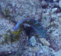 Halichoeres radiatus