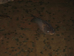 Cyprinus carpio