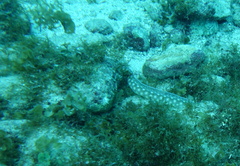 Myrichthys breviceps