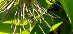 Phiale roburifoliata