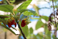 Impatiens niamniamensis