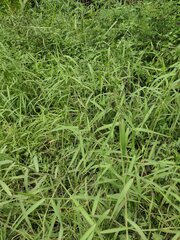 Urochloa mutica