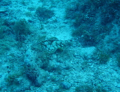 Urobatis jamaicensis