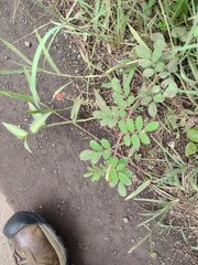 Indigofera suffruticosa