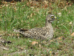 Burhinus capensis capensis