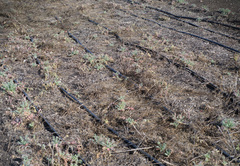 Sanguisorba occidentalis