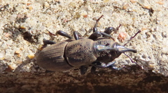 Sphenophorus coesifrons
