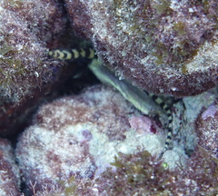 Syngnathidae