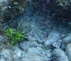 Serranus tigrinus