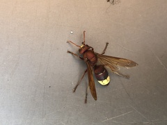Vespa orientalis