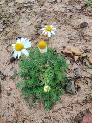 Tripleurospermum