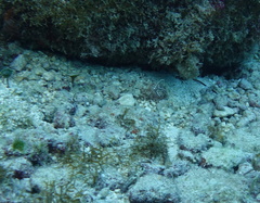 Pareques acuminatus