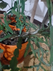 Mastigodryas danieli