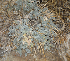 Astragalus coccineus