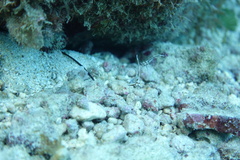Pareques acuminatus