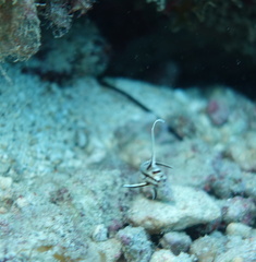 Pareques acuminatus