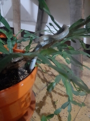 Mastigodryas danieli