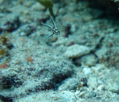 Pareques acuminatus