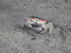 Gecarcinus lateralis