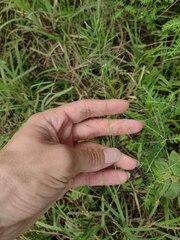 Eragrostis tenuifolia