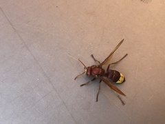 Vespa orientalis