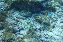 Urobatis jamaicensis