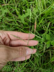 Urochloa distachya