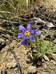 Calydorea xiphioides
