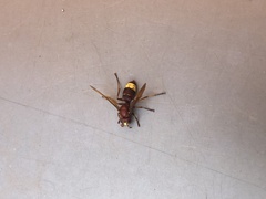 Vespa orientalis