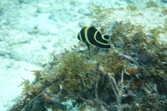 Pomacanthus paru