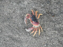 Gecarcinus lateralis