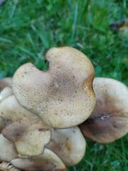 Armillaria gallica