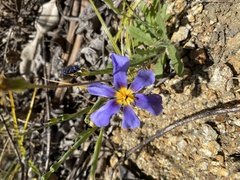 Calydorea xiphioides