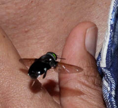 Fidena