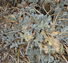 Astragalus coccineus