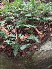 Polypodium appalachianum