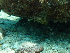 Pareques acuminatus